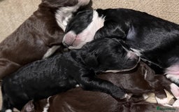 Cockapoo dogs for sale: Miniature f1 Cockapoos puppies - Advert 2