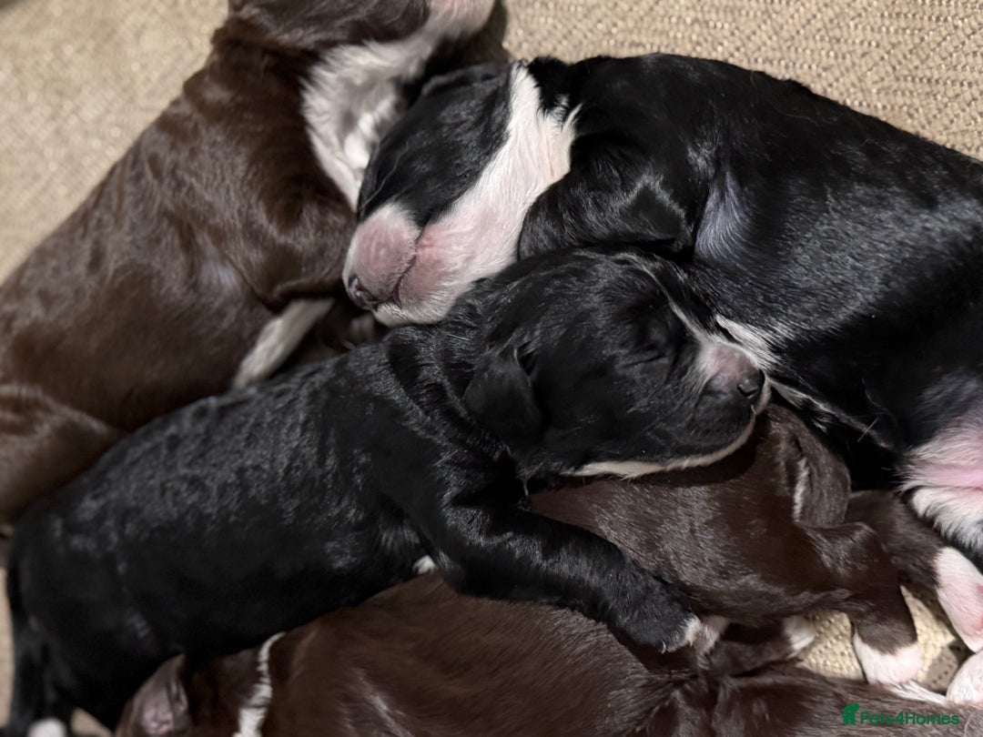 Cockapoo dogs for sale: Miniature f1 Cockapoos puppies - Advert 2