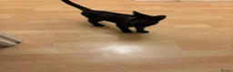 Sphynx cats for sale: Sphynx  cross female kitten 11wks  - Advert 5