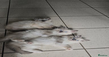 Ragdoll cats - Advert 2