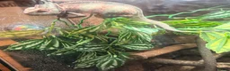 Chameleon reptiles for sale: 2 Yemen Chameleons  - Advert 4