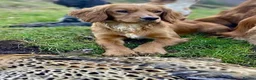 Cocker Spaniel dogs for sale: KC Registered Golden & Red Working Cocker puppies in Kendal - Advert 13