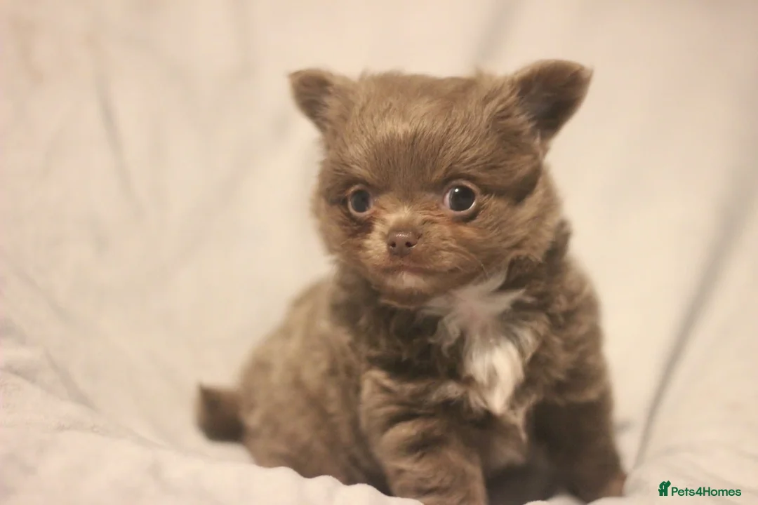 Chihuahua dogs for sale: KC Registered Quality Chihuahua puppies  - Advert 1