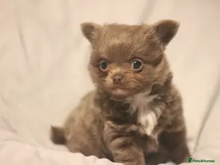 Chihuahua dogs for sale: KC Registered Quality Chihuahua puppies - Advert 1