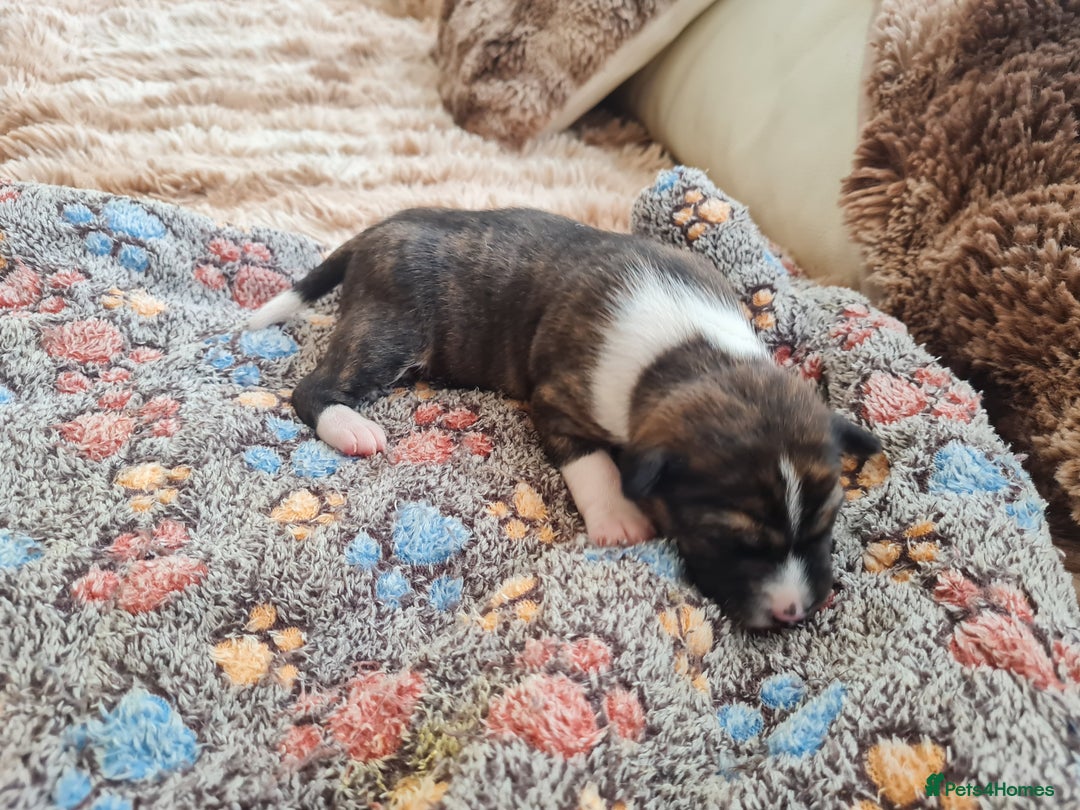 Basenji dogs for sale: ✨ Purebred Basenji Puppies all reserved now!✨ - Advert 6