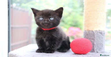 Mixed Breed cats - Advert 9