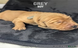 Golden Retriever dogs for sale: KC Registered Golden Retriever Puppies  - Image 8