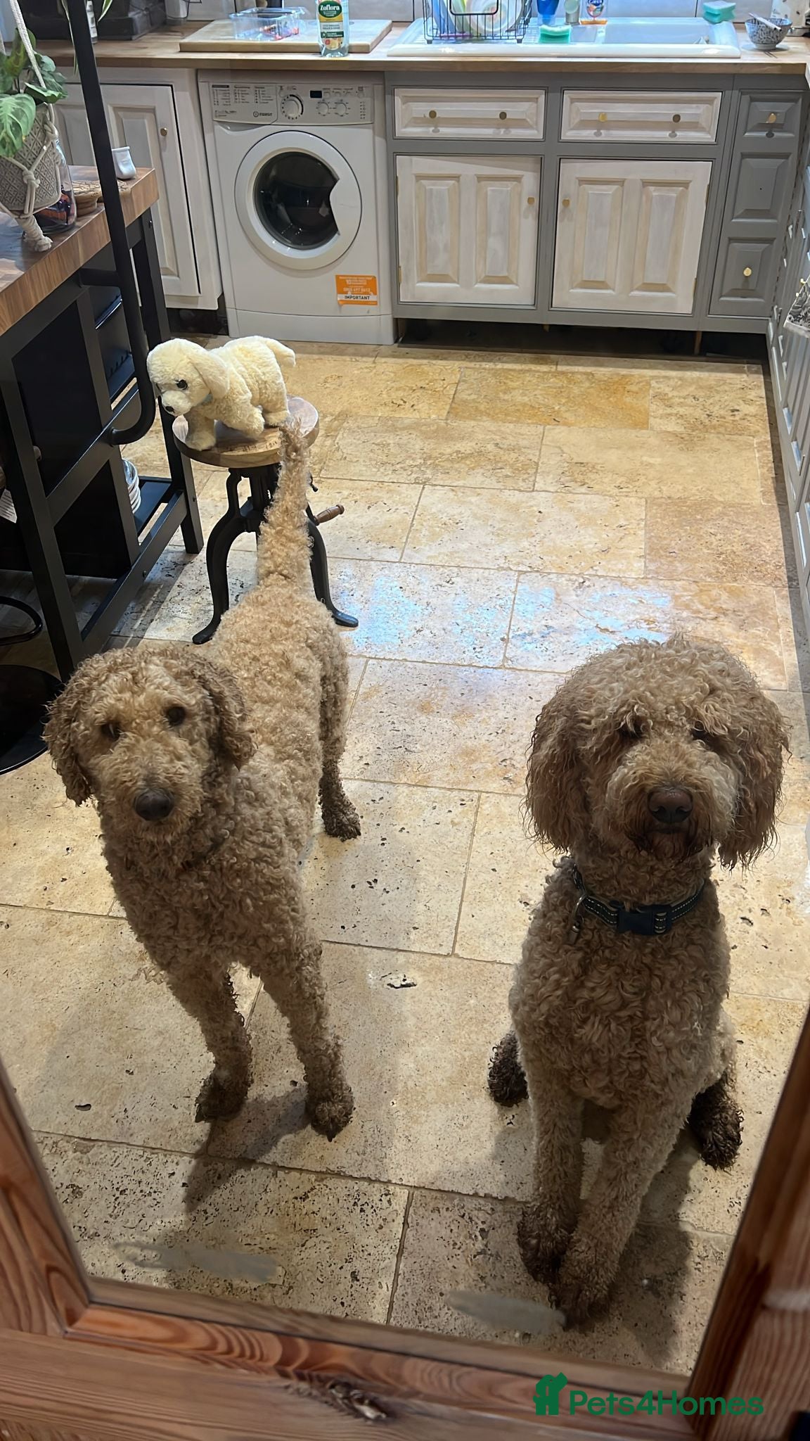 Goldendoodle dogs for sale: Stunning Goldendoodle Puppies in Herne Bay - Advert 38