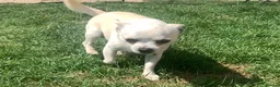 Chihuahua dogs for sale: Handsome 3-Year-Old Male Chihuahua in Salisbury - Advert 3