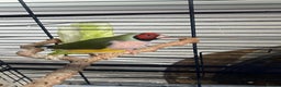 Finches birds for sale: Female gouldian finch  - Advert 2