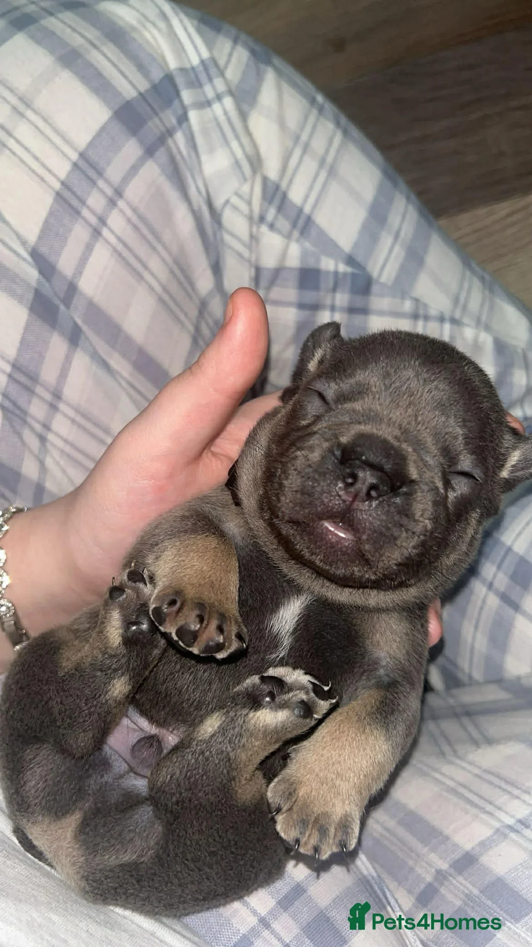 French Bulldog dogs for sale: Beautiful healthy french bulldogs  - Advert 2