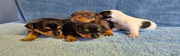 Jack Russell dogs for sale: Jack russell puppies - Advert 2