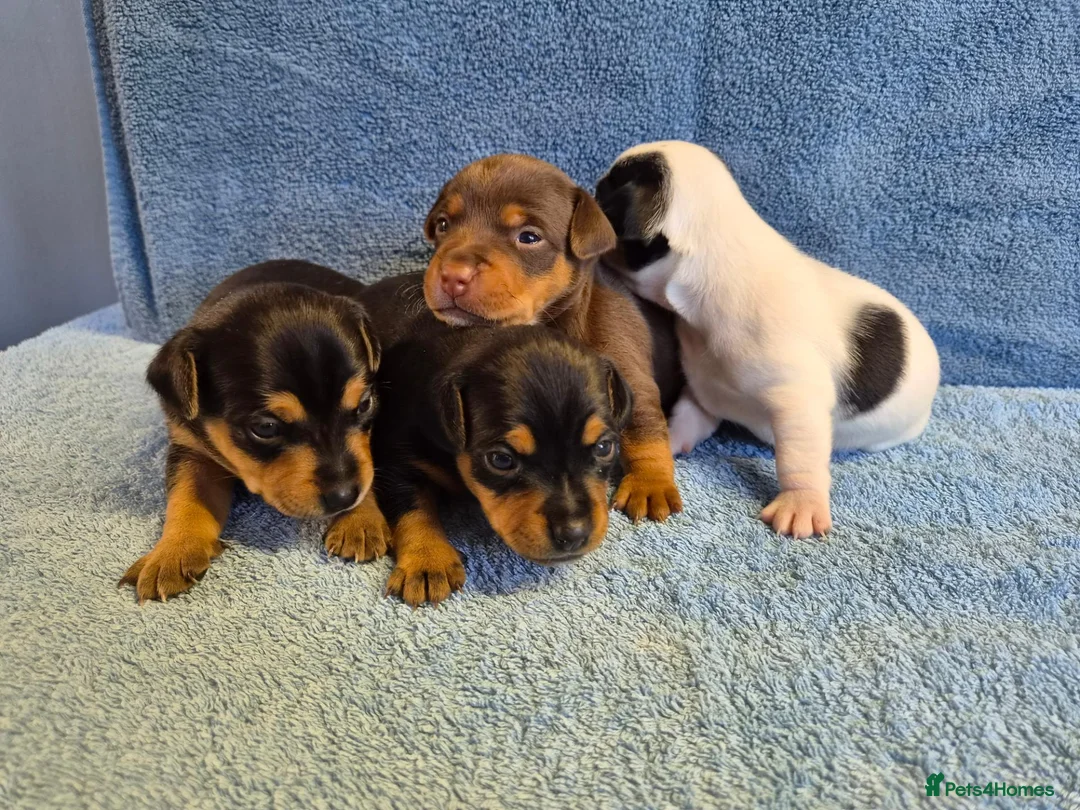 Jack Russell dogs for sale: Jack russell puppies - Advert 2