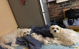 Bichon Frise dogs for sale:  ⸻  🐾 Adorable Bichon Frise Puppies for Sale!  - Image 8