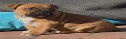 Staffordshire Bull Terrier dogs for stud: 🥨 Crufts Qualified Red SBT Stud 🥨 - Advert 11