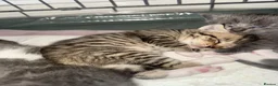 Mixed Breed cats for sale: Kitten - Advert 4