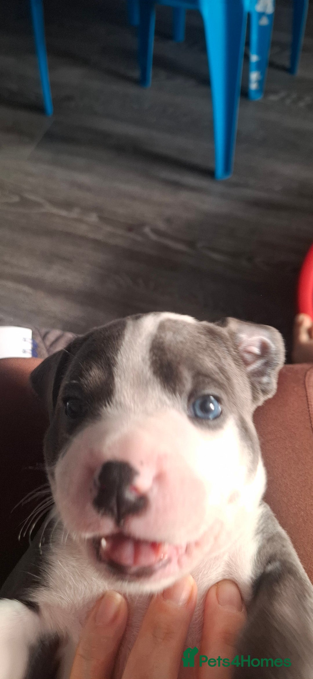 Staffordshire Bull Terrier dogs for sale: Blue Staffordshire bull terrier puppies  - Image 38