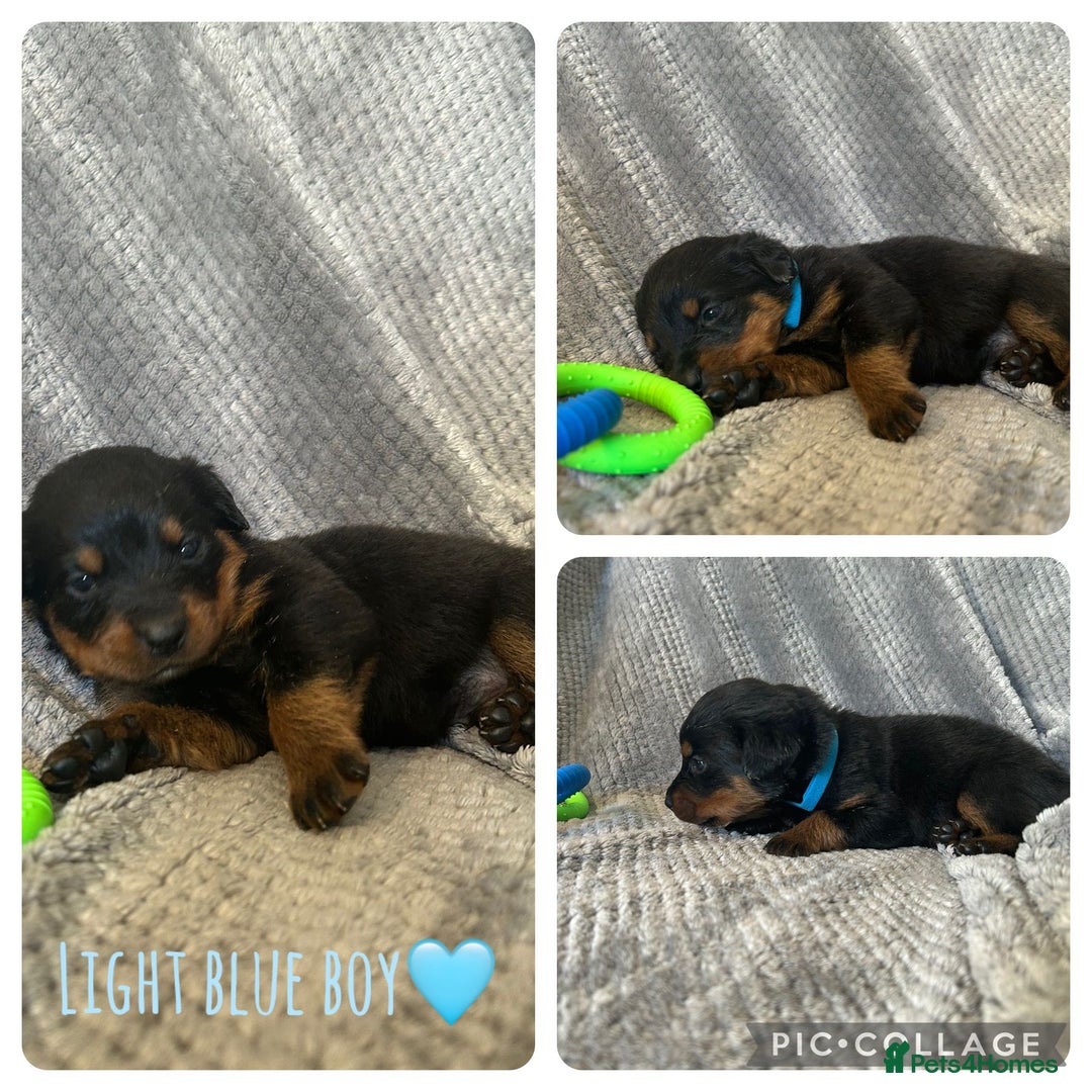 Rottweiler dogs for sale: Rottweiler puppies  - Advert 10