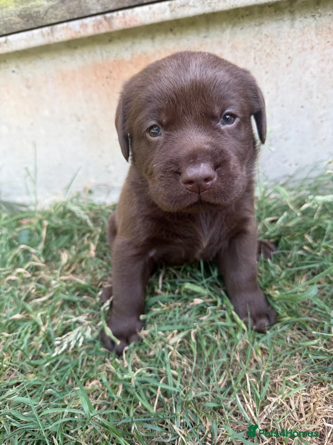 Labrador Retriever dogs for sale: KC registered chocolate Labrador puppies 🐾  - Advert 13