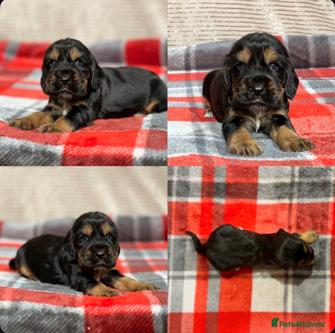 Cocker Spaniel dogs for sale: SHOW TYPE COCKER SPANIEL PUPPIES  - Advert 18