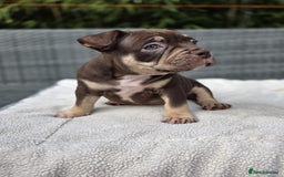 American Bully dogs for sale: 3 Stunning Pocket American bully  - Image 13