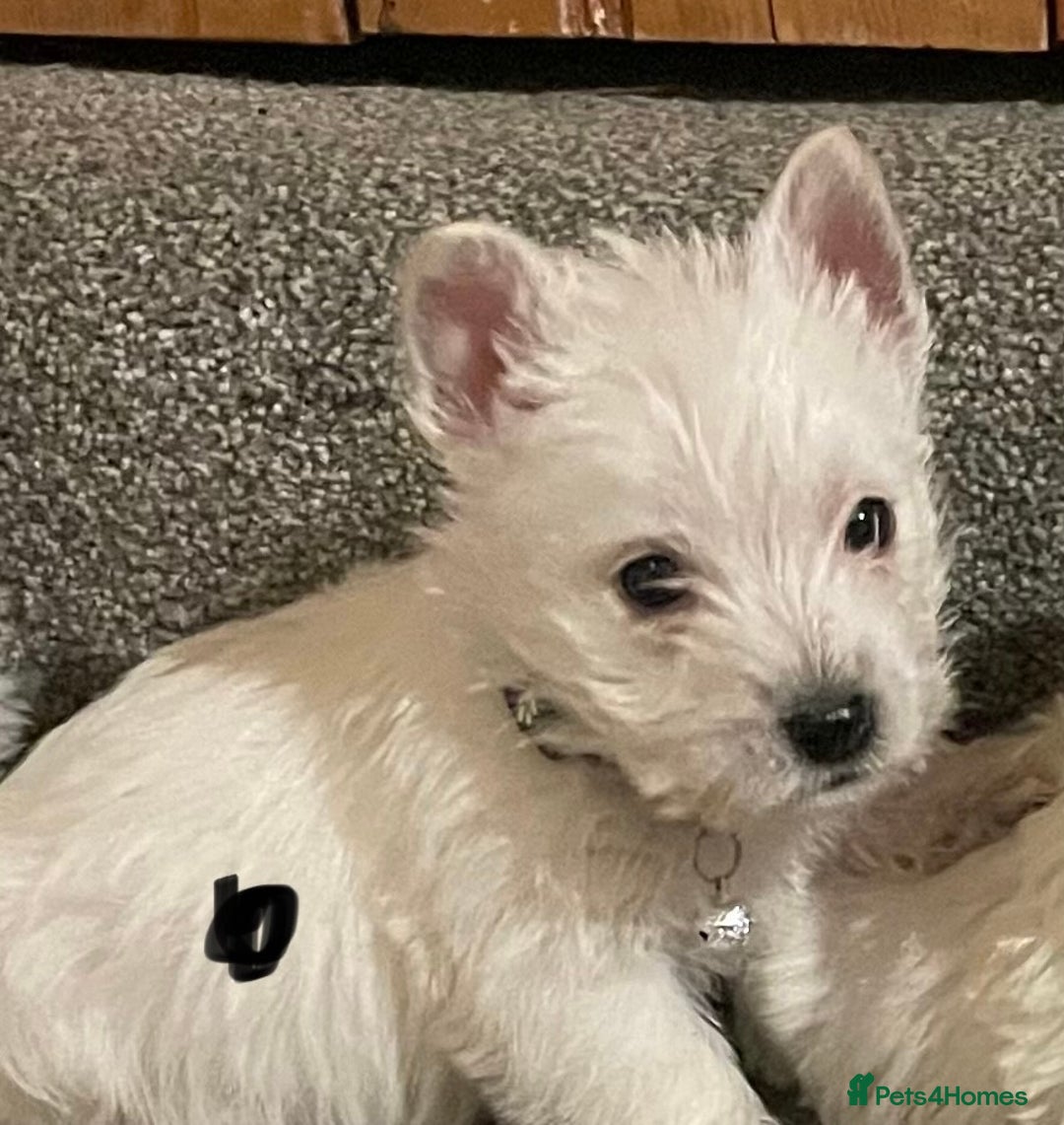 West Highland Terrier dogs for sale: Beautiful west highland puppies - Advert 11