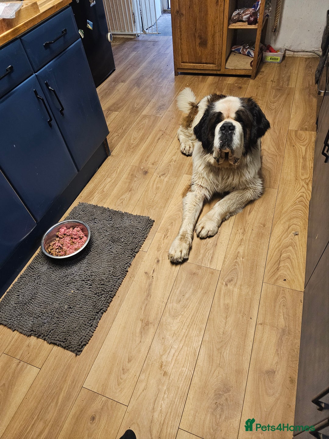 Saint Bernard dogs for sale: Oakley - Advert 2