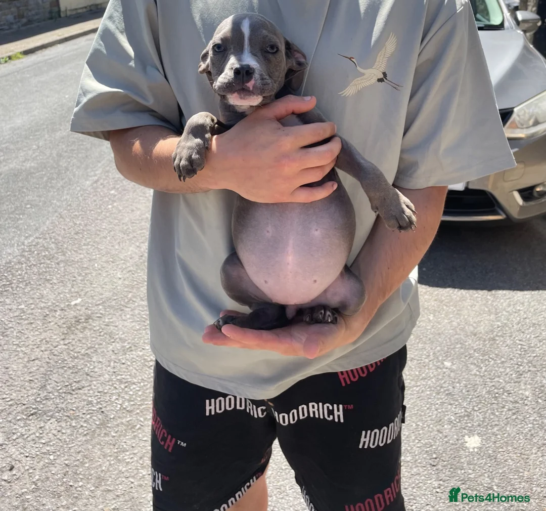 American Bully dogs for sale: Pocket cross standard bully’s  - Advert 2