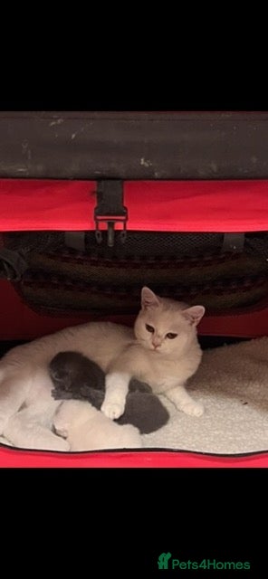 American Shorthair cats 🤍🩵White & Blue BSH Kittens Available - Advert 5