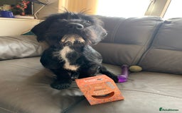 Mixed Breed dogs for sale: Lenny & Lulu - Image 11