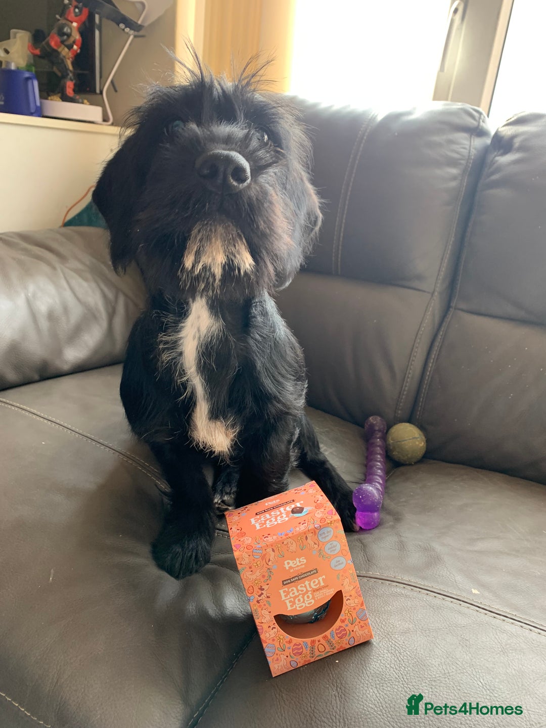 Mixed Breed dogs for sale: Lenny & Lulu - Image 11