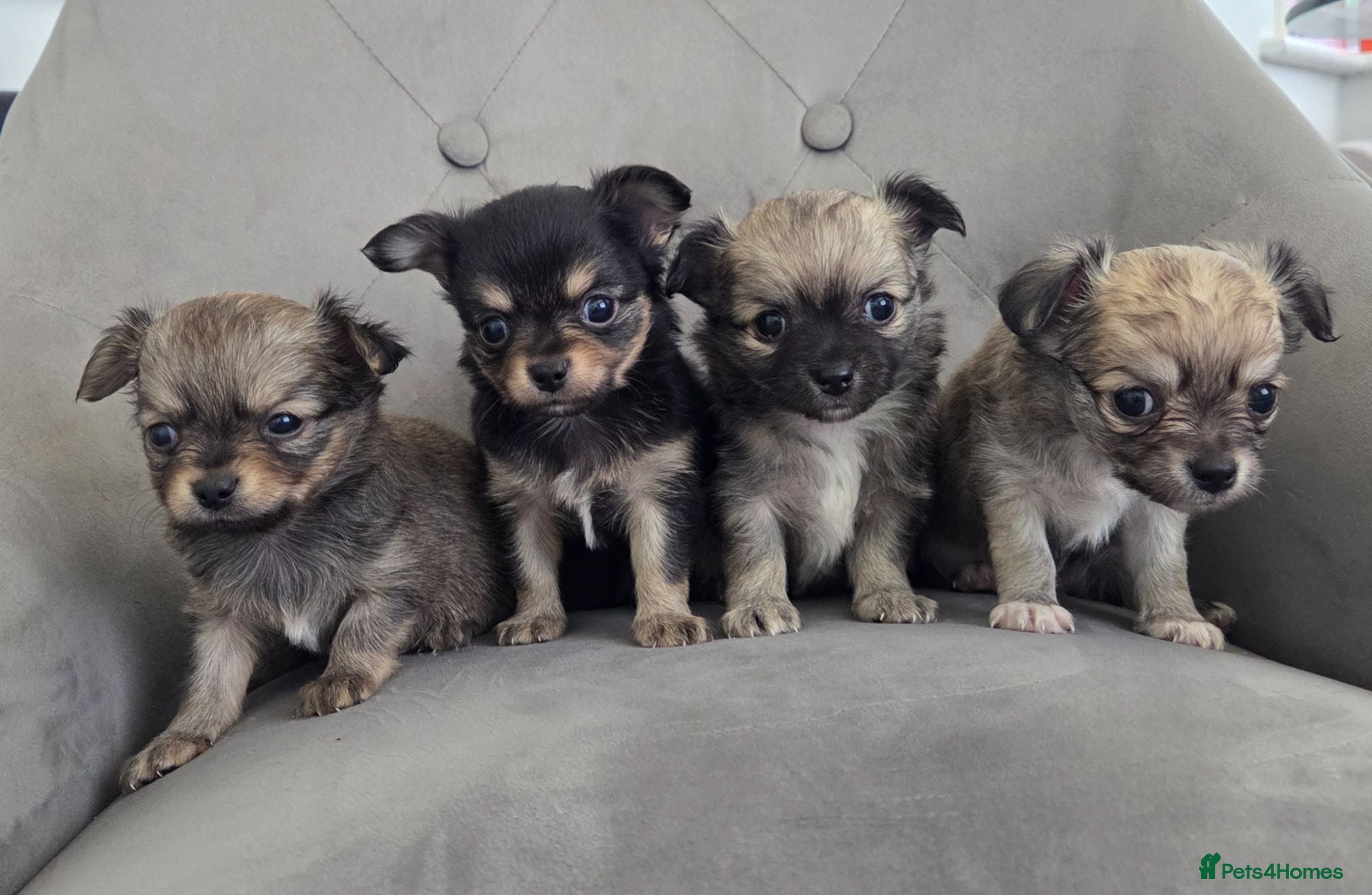 Chihuahua dogs Longhaired Chihuahua Pups - Advert 7
