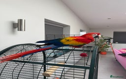 Macaws birds for sale: Scarlet macaw - Image 5