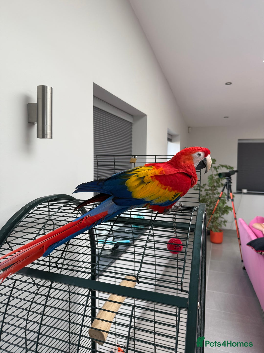 Macaws birds for sale: Scarlet macaw - Image 5
