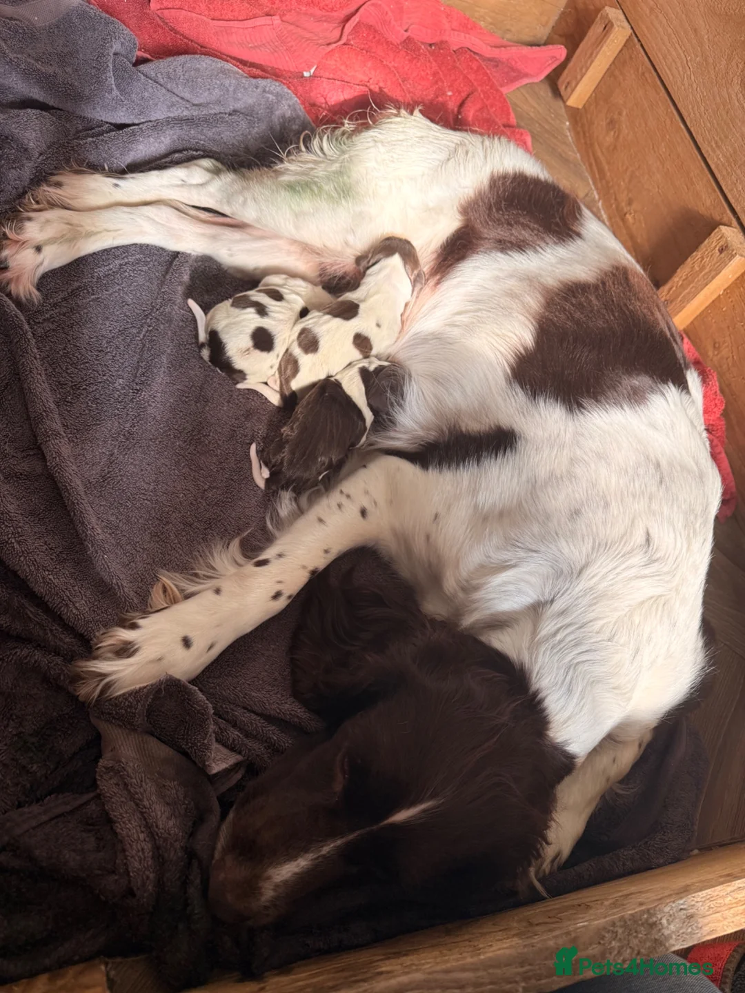 Mixed Breed dogs for sale: Sprointer puppies - Advert 2
