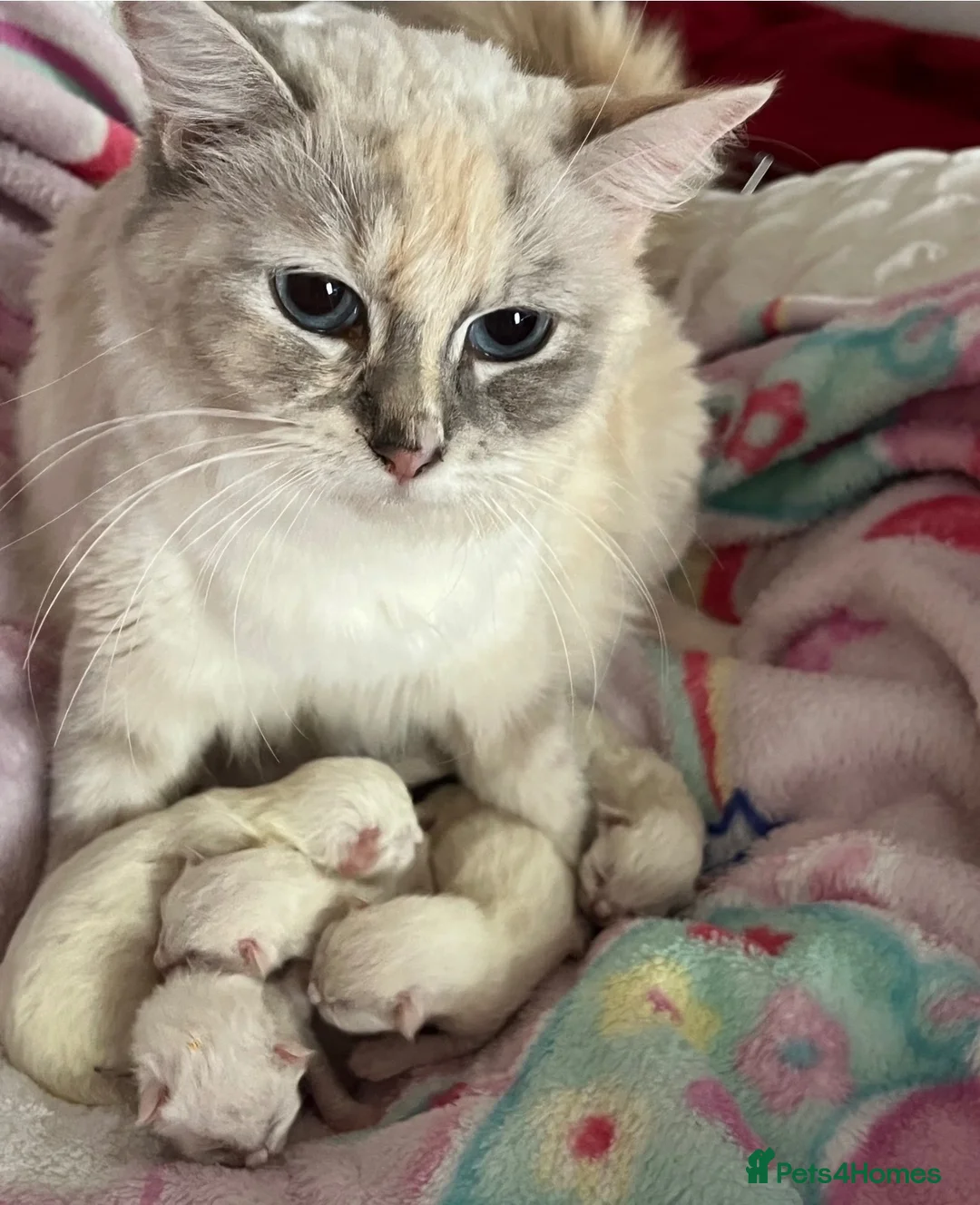 Ragdoll cats for sale: Ragdoll champion GCCF kittens  - Advert 2