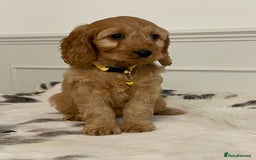 Cockapoo dogs for sale: Adorable F1 Cockapoo Puppies  - Image 7
