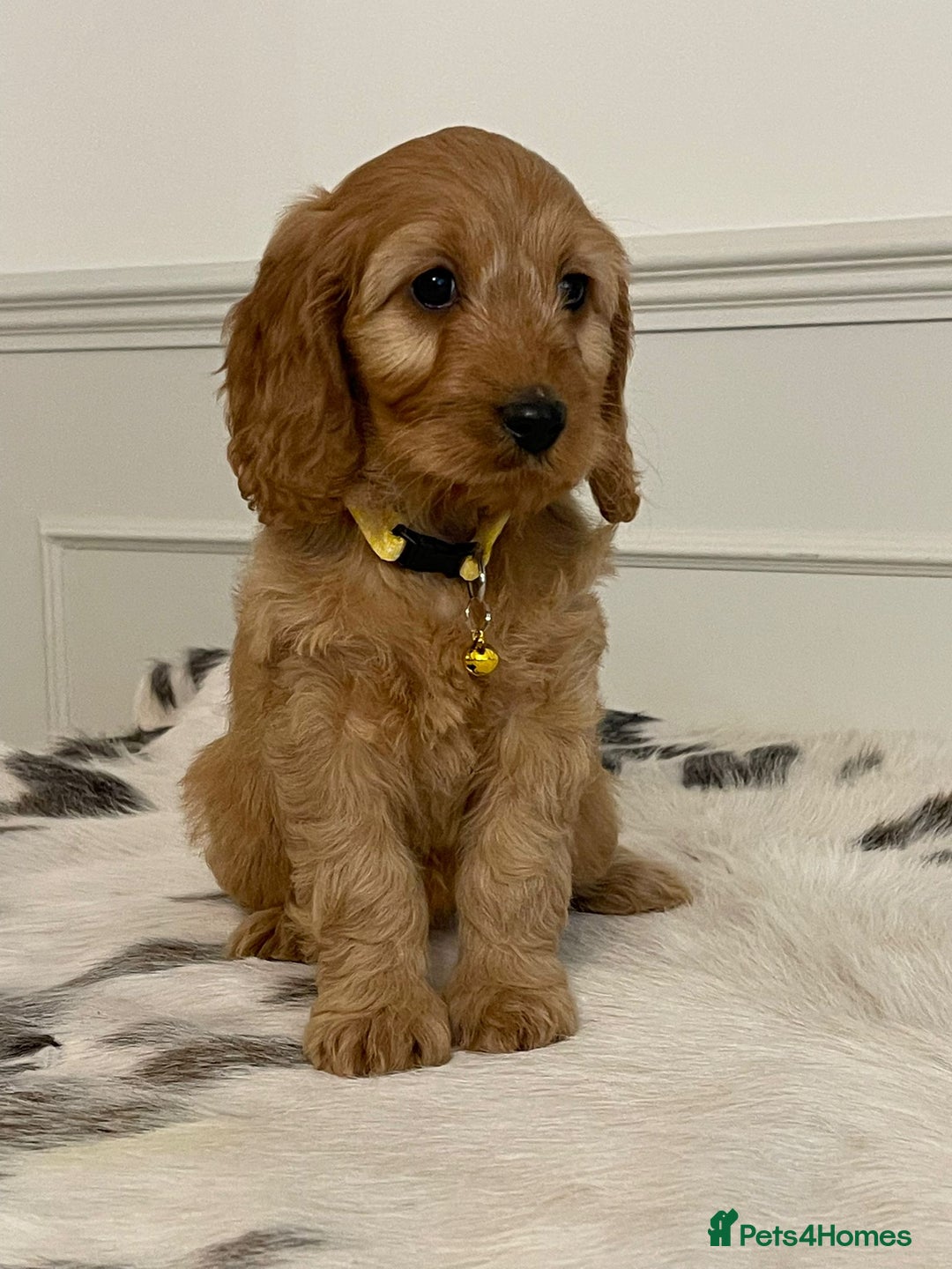 Cockapoo dogs for sale: Adorable F1 Cockapoo Puppies  - Image 7