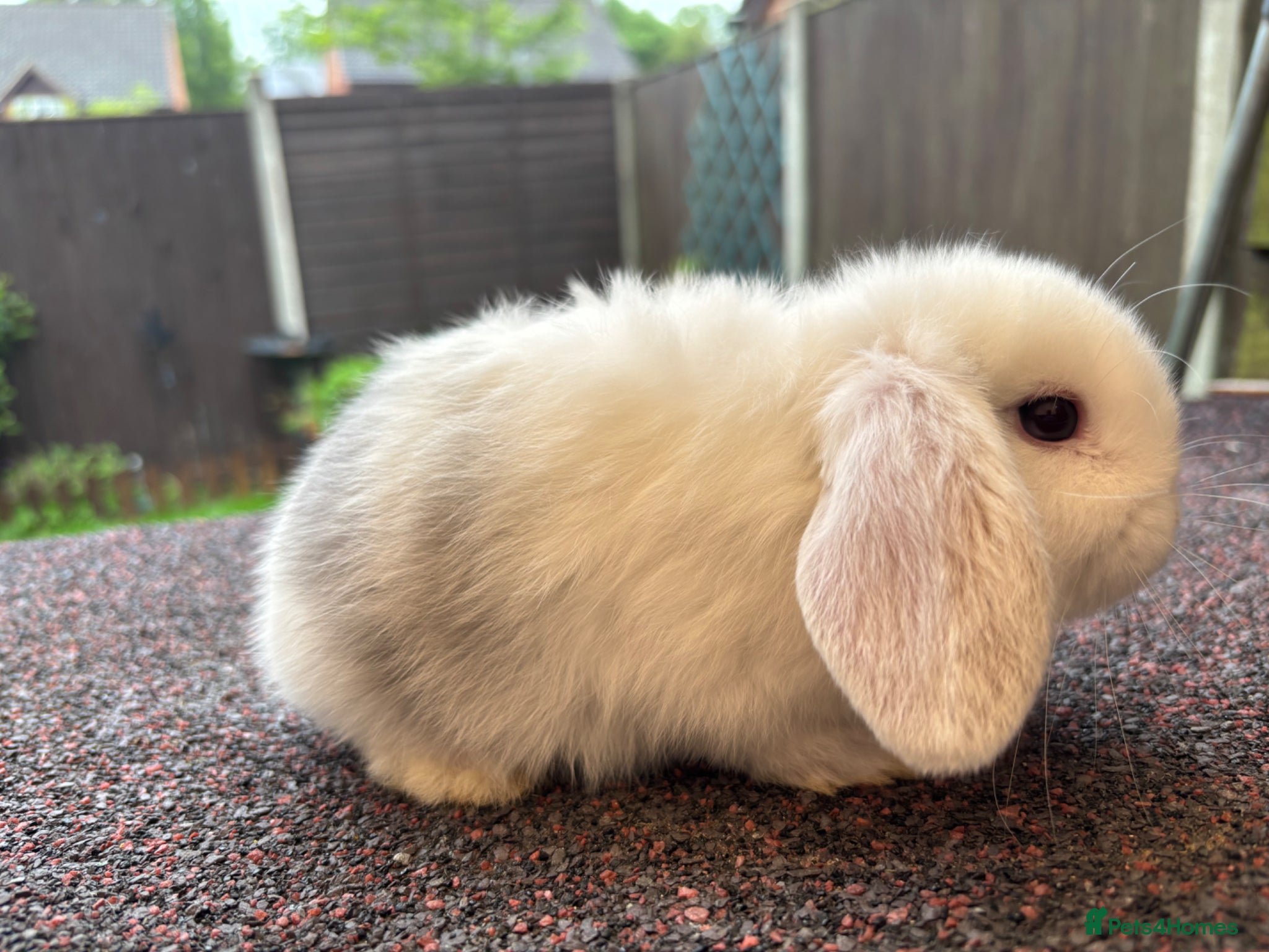 Mini Lop rabbits Mini Lop - Advert 18