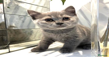 Scottish Fold cats - Advert 8