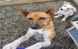 Mixed Breed dogs for adoption: Petal - In Ayr looking for a home  - Image 4
