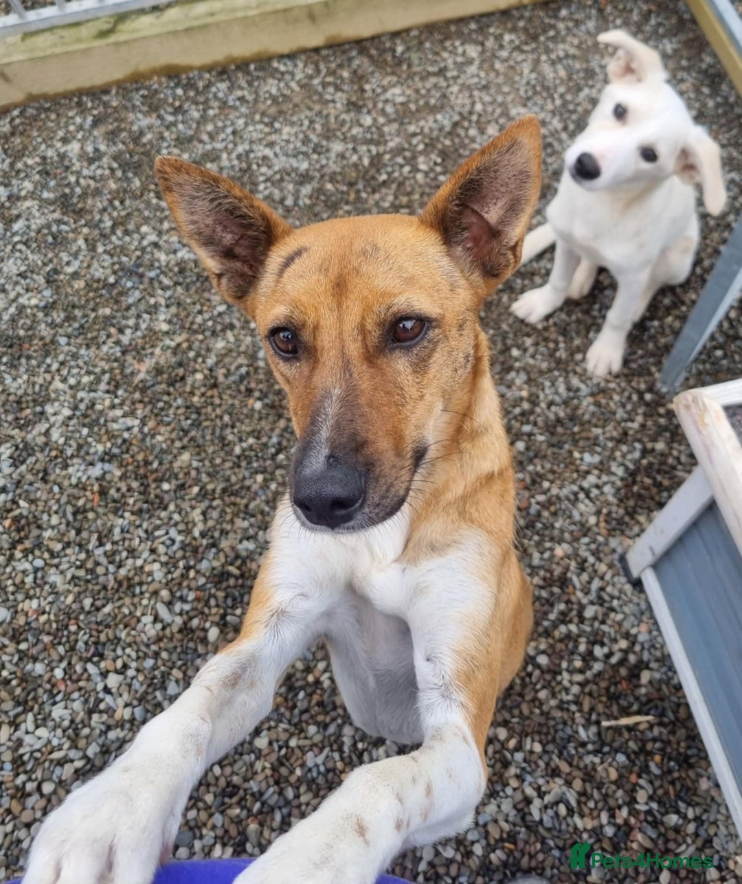 Mixed Breed dogs for adoption: Petal - In Ayr looking for a home  - Image 4