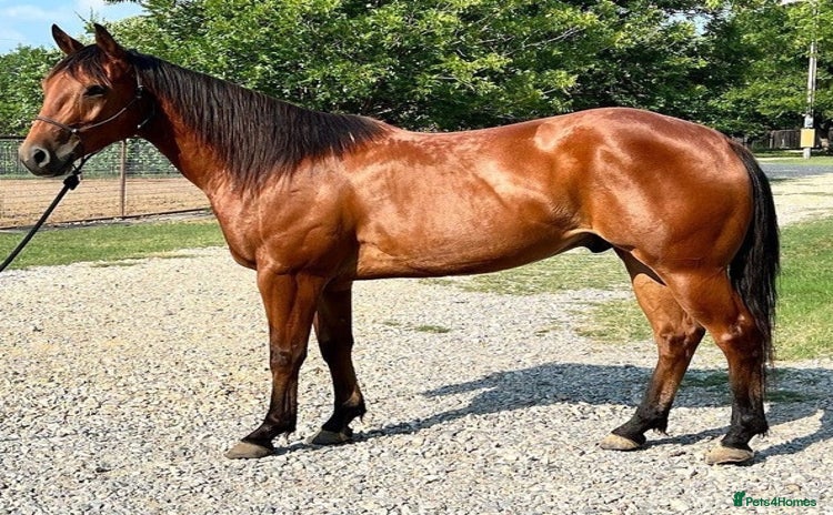American Quarter horses - Advert 1