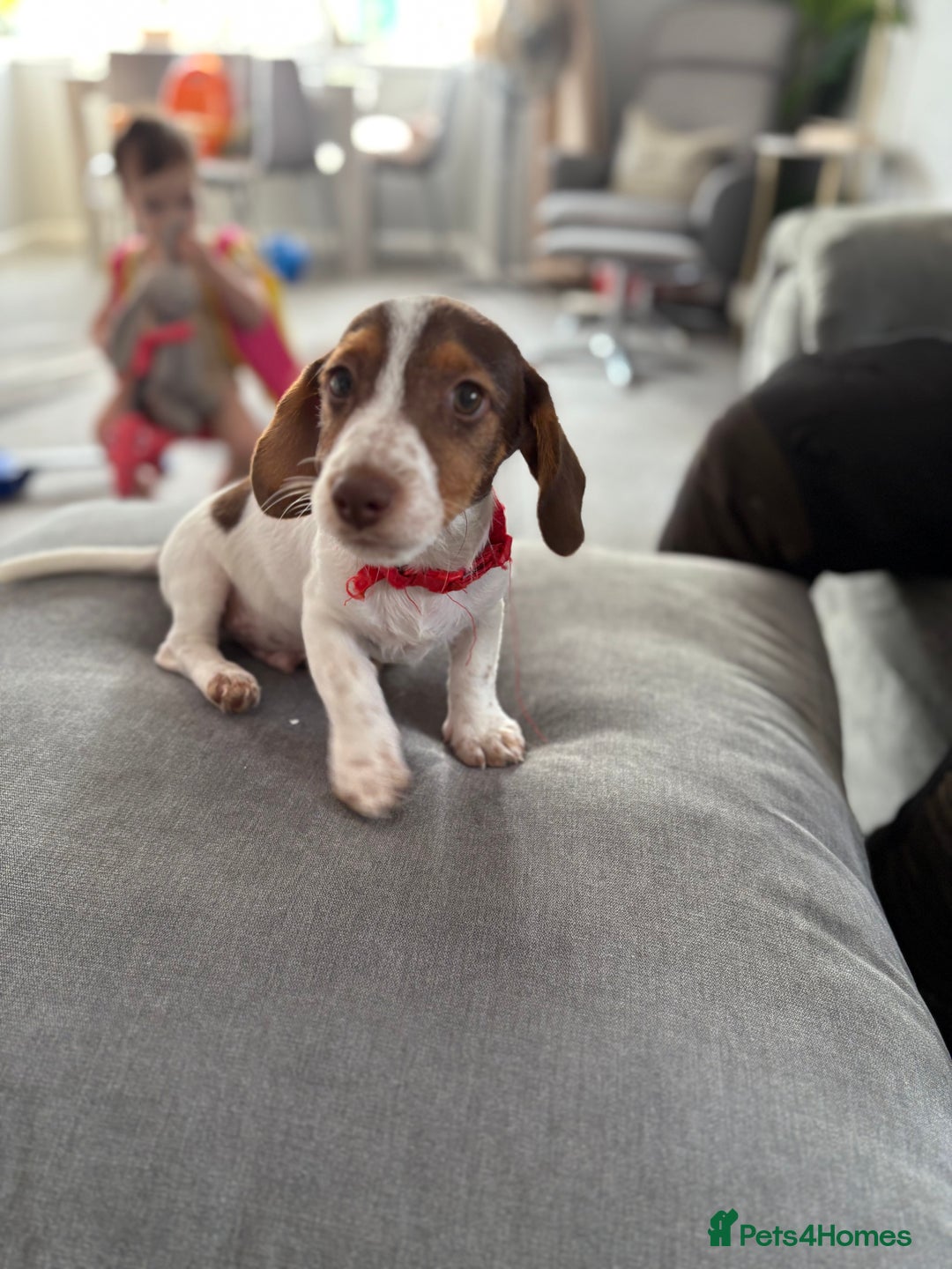 Mixed Breed dogs for sale: Gorgeous little boy dachshund cross jackrussell - Image 8