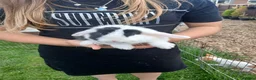 Mini Lop rabbits for sale: Mini lop boys - Advert 11