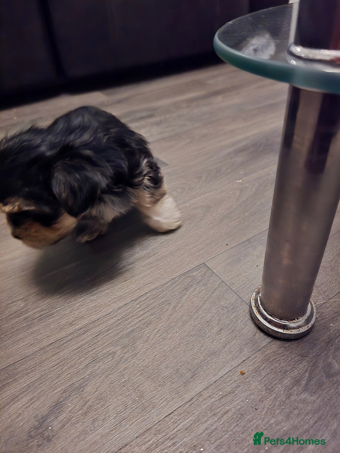 Morkie dogs for sale: Morkie puppies for sale - Advert 20