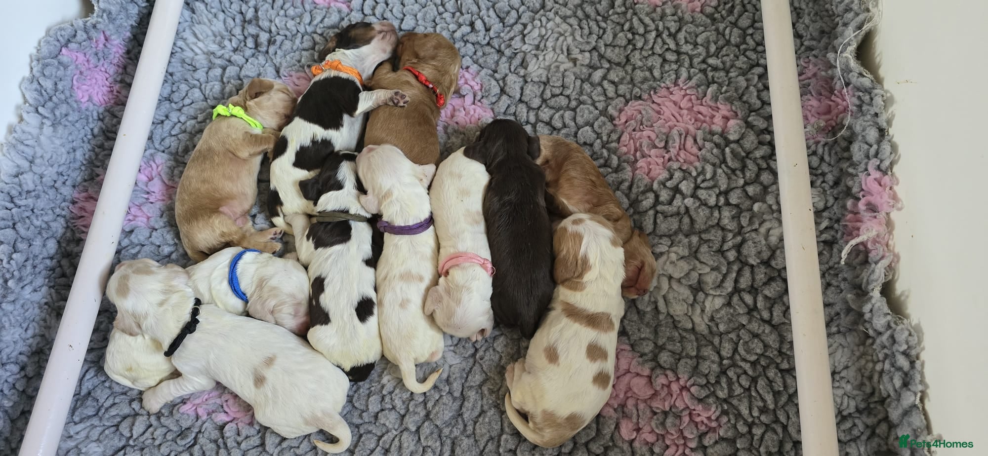 Cocker Spaniel dogs Pedigree Cocker Spaniel Puppies  - Advert 2