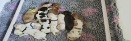 Cocker Spaniel dogs for sale: Pedigree Cocker Spaniel Puppies  - Advert 2