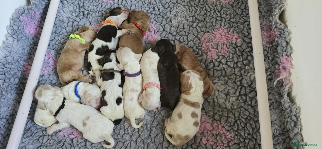 Cocker Spaniel dogs for sale: Pedigree Cocker Spaniel Puppies  - Advert 2