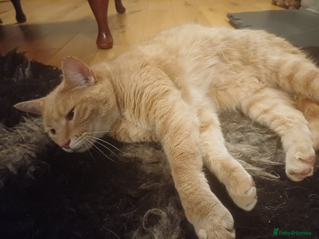 Mixed Breed cats for sale: 6 Lovely and Friendly Cats - Different colours - Advert 26